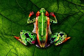 The Frog Johannes Stotter